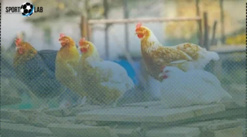 سعر الفراخ البيضاء في بورصة الدواجن اليوم السبت 22-11-2025 يشهد تراجعًا ملحوظًا